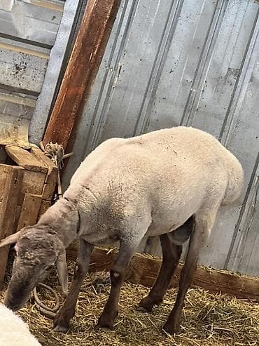 сова живая: Продаю | Овца (самка) | Для разведения | Ярка — 6