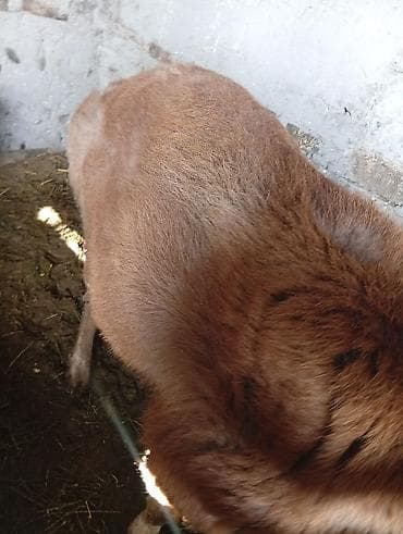 коза заненская: Продаю | Баран (самец) | Для разведения | Осеменитель — 3