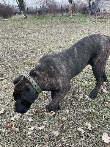 бельгийская офчарка: 8 месяцев, Самец, С прививкой — 4