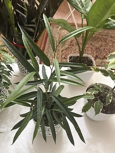 Алоказиялар: Комнатные растения в горшках 1) Фикус Бенджамина (зелёнолистный) - — 8