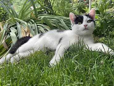 cat sofa: Кошка даром: Беспородная, Мальчик — 1