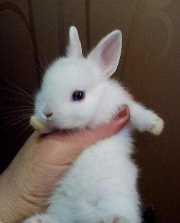кролики бишкек: Продаю | Крольчиха (самка), Кролик самец | Декоративная, Карликовая | На забой, Для разведения — 1