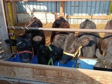 Кемирүүчүлөр: Сатам | Кунаажын | Байланган — 5