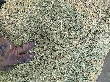 Сено клевер в тюках, 2-й укос. Подходит для КРС, лошадей, коз и овец at lalafo.kg Сено клевер в тюках, 2-й укос. Подходит для КРС, лошадей, коз и овец