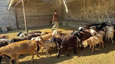 сухой корм для кошек оптом: Продаю | Овца (самка), Ягненок, Баран (самец) | Для разведения | Племенные, Котные, Кастрированные — 3