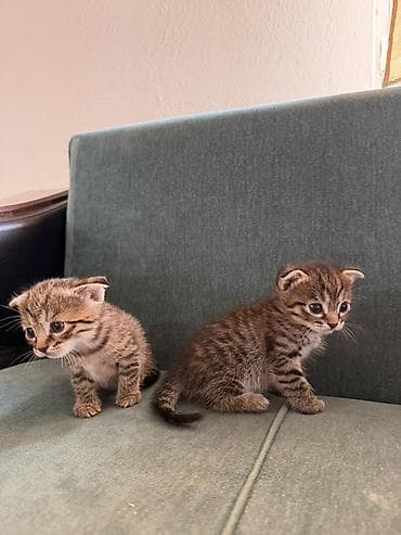 cat sofa: Скотиш Фолд (Шотландская вислоухая), 1 месяц, Мальчик, Золотая шиншилла, Приучена к лотку — 5