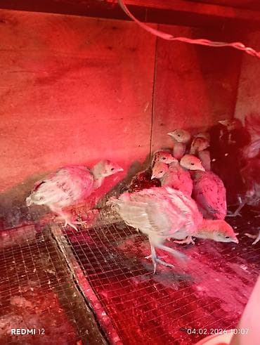 индюшат: Продаю | Индюшата | На забой | Племенные — 4