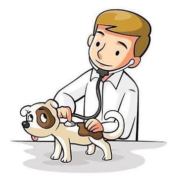 животные кошки: 🐾 ВЕТЕРИНАРНАЯ ПОМОЩЬ ДЛЯ ВАШИХ ЛЮБИМЦЕВ И ЖИВОТНЫХ 🐾 Оказываем — 2