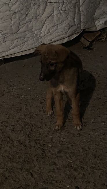 французский бульдог купить бишкек: Овчарка, 2 месяца, Самка — 29