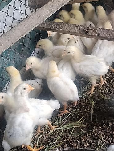 Животные: Продаю | Цыплята | Суссекс | Для разведения — 3