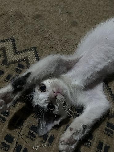 scottish fold: Котёнок, белый с серо‑чёрными пятнышками - Примерный возраст: котёнок — 1