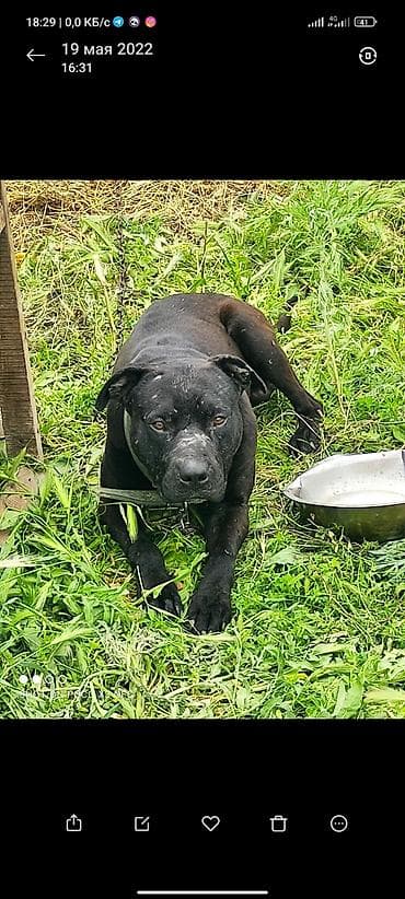 ит керек: Собака, вероятно метис крупной гладкошёрстной породы (крепкий тип) — 1