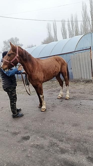 арзан тай: Продаю | Конь (самец) | Рабочий | Мерин — 5
