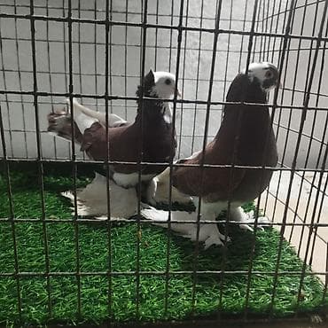 кой аштоо: Пара декоративных голубей с богатыми «чубами» и мощными «космами» на — 1