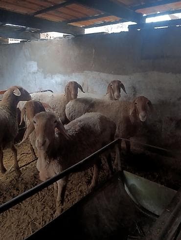 Аквариумдар: Сатам | Ургаачы кой (ургаачы), Козу | Арашан | Көбөйтүү үчүн | Ургаачы — 5