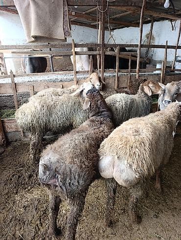 Продаю | Овца (самка) | Для разведения | Матка