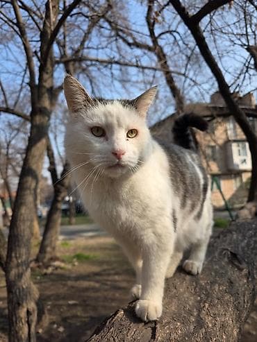 Мышыктар: Мышык бекер берилет: Породасыз, Эркек, Эмделген — 1