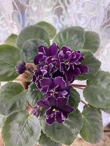 вазы хрустальные: Продам! 1 Детки стандартных сортовых фиалочек. Цена за детку от 80 — 9