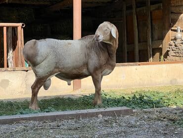 декоративные кролик: Продаю | Баран (самец) | Арашан | Для разведения | Племенные — 1