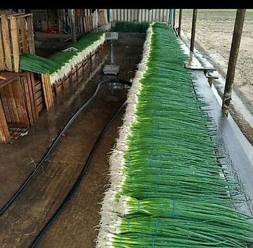 для варки кукурузы: Лук — 2