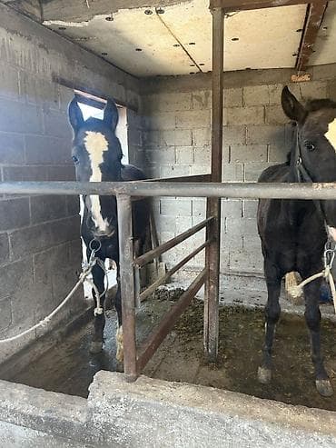 ат бычмал: Продаю | Жеребец | Рабочий — 1