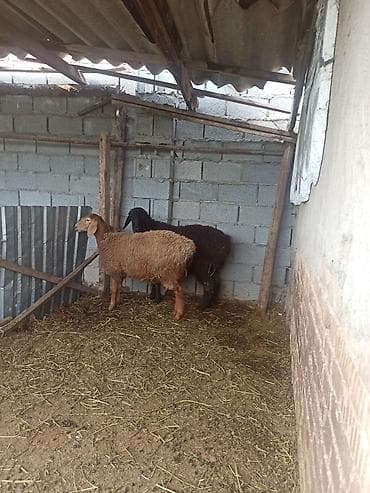 Айыл-чарба жаныбарлары: Сатам | Ургаачы кой (ургаачы), Кочкор (эркек) | Арашан | Союуга, Көбөйтүү үчүн — 1