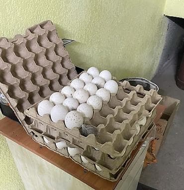 лоток для инкубатор: Продаю | Инкубационные яйца | Черный принц, Северокавказская | Для разведения — 2