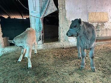 стельный корова: Продаю | Музоо, торпок | Полукровка | На откорм | Племенные — 7