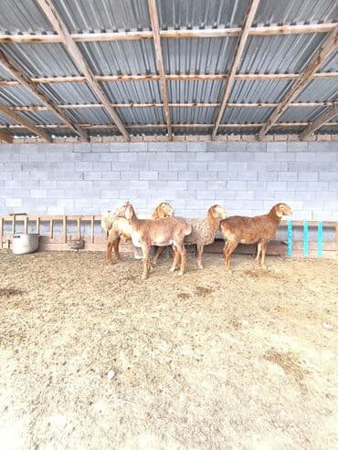 Продаю | Овца (самка), Ягненок | Арашан | Для разведения | Ярка — 4