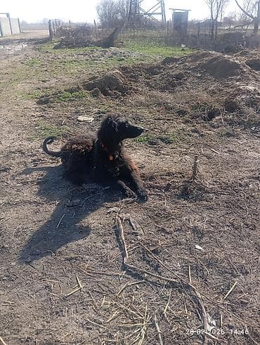 выстрел собак: Ассаламу алейкум туугандар ушул эки тайган сатылат з-жаш 1жаш бир — 4