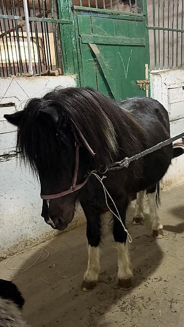 продаю баран буденовка: Продаю | Кобыла (самка) | Для разведения, Рабочий, Конный спорт — 1