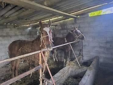 купить катумских овец: Продаю | Жеребец | На забой — 1