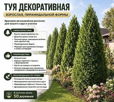 Туя декоративная, взрослая, пирамидальной формы Продаются красивые