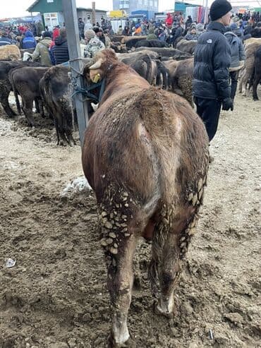 куда можно отдать кошку в бишкеке: Продаю | Бык (самец) | На откорм | Племенные — 5