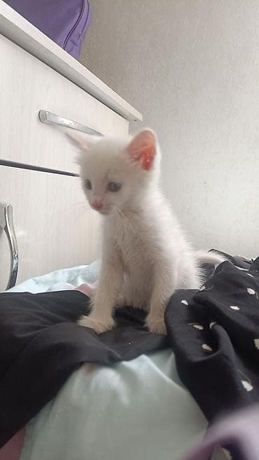 scottish fold: Беспородная, 1 месяц, Девочка, Белый, Приучена к лотку — 6