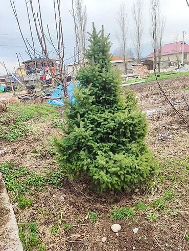 садовый тример: Ёль 210 см — 2