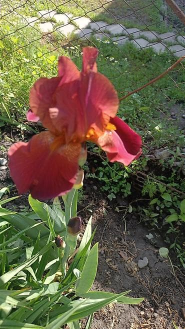 продажа комнатных цветов: Продаю декоративные растения НЕДОРОГО . Почаопокровные — 10