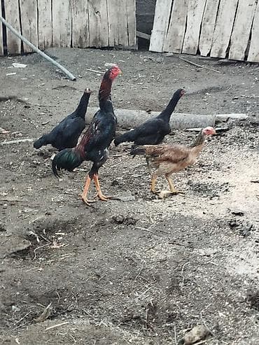 Мышыктар: Сатам | Короздор | Тебиштирүүчү | Көбөйтүү үчүн — 7