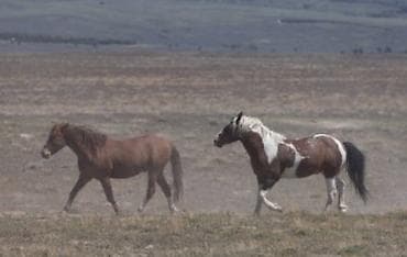 питомник сфинксов бишкек: Продаю | Конь (самец), Жеребец | Кара Жорго — 1