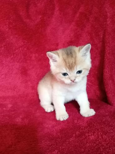 британская лиловая кошка: 💛 Золотое счастье ищет свой дом 💛 Открыто бронирование на шикарного — 6