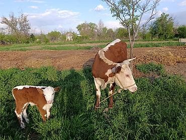 Продам с/х животных: Продаю | Корова (самка) | Герефорд | Для разведения | Привязанные — 3