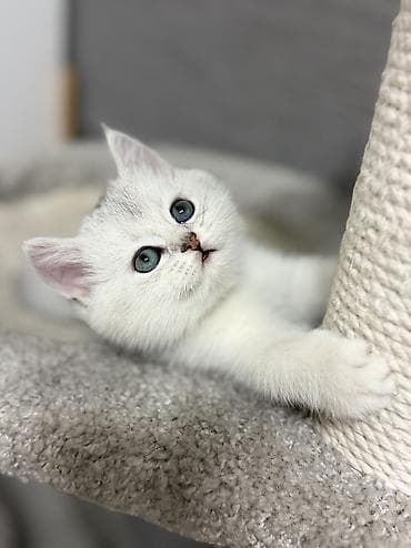 Скотиш Фолд (Шотландиялык шалпаң кулак), 2 айлык, Ургаачы — 3