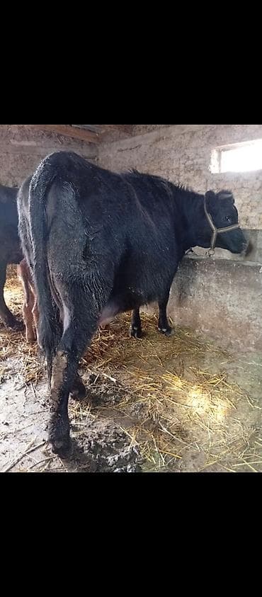 по карова: Продаю | Корова (самка) | Для разведения | Привязанные — 2