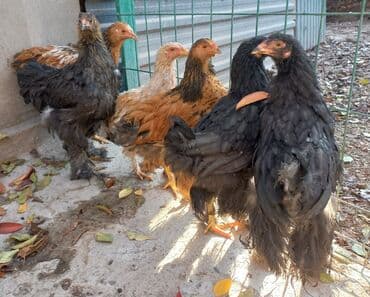 ит доберман: Продаю | Куры | Брама — 2