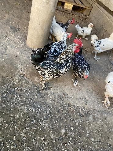 сибрайт карлик: Сатам | Тооктор | Көбөйтүү үчүн — 3