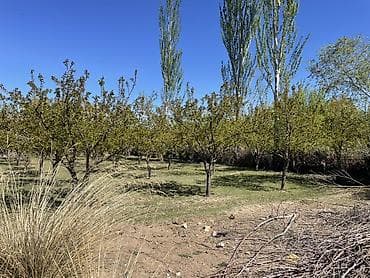 пакет одежды: Плодовый сад/участок с плодовыми деревьями. - Ухоженные ряды — 5