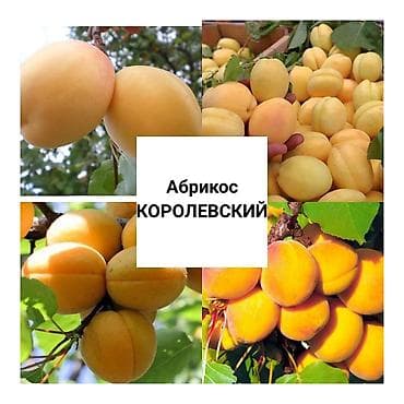 алма яблока: Королевский абрикос 120сом/кг — 1
