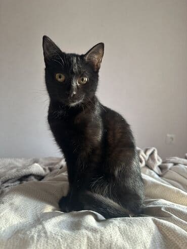 Продажа кошек: 3 месяца, Девочка, Приучена к лотку — 3