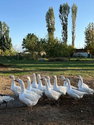 чип для животных: Каз :, Өзү алып кетүү — 1