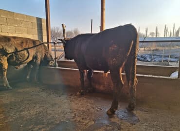 отдам в добрые руки собаку: Продаю | Корова (самка), Бык (самец) | Швицкая — 1